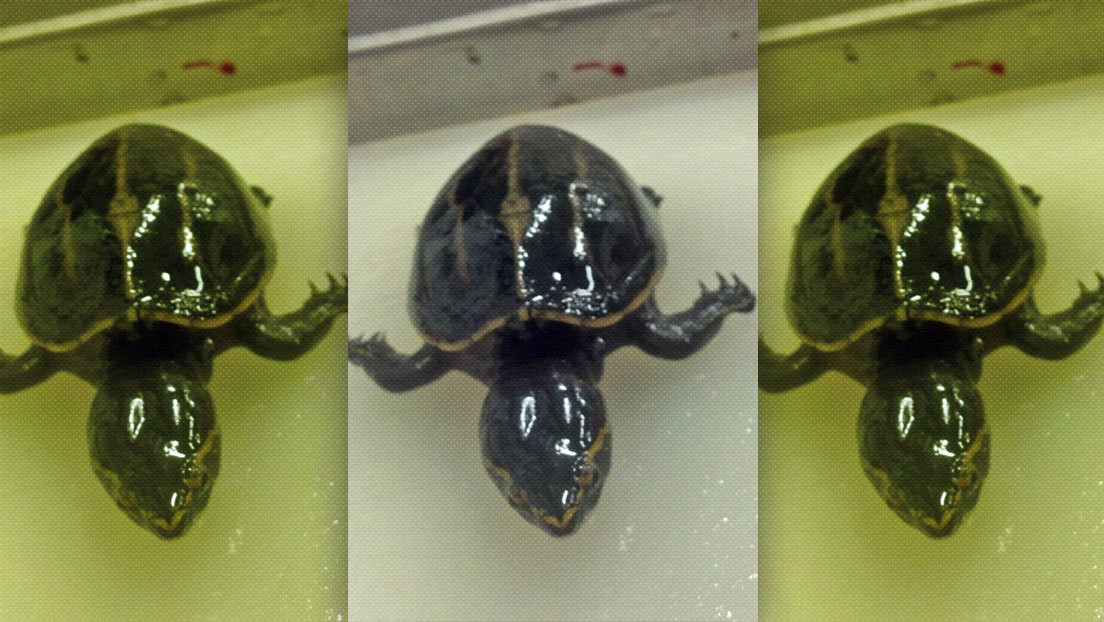 "Algo inesperado": Biólogos encuentran una tortuga viva en el estómago de un pez