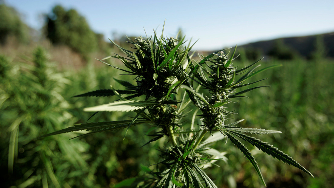 El consumo de cannabis deteriora significativamente funciones visuales importantes, según un estudio