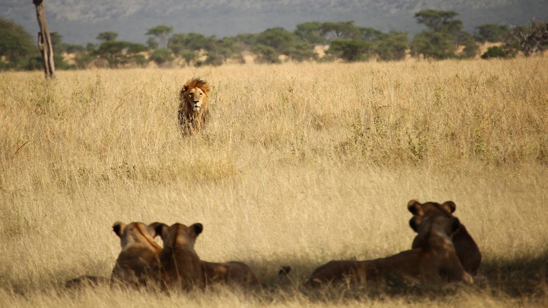 Dos leonas devoran al guía de un parque safari de Sudáfrica