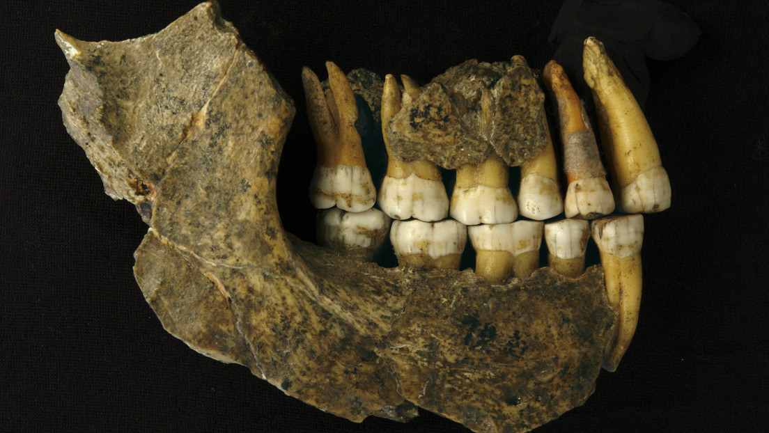 Reevaluación de fósiles de neandertales muestra que habrían desaparecido del noroeste de Europa hasta 20.000 años antes de lo que se pensaba