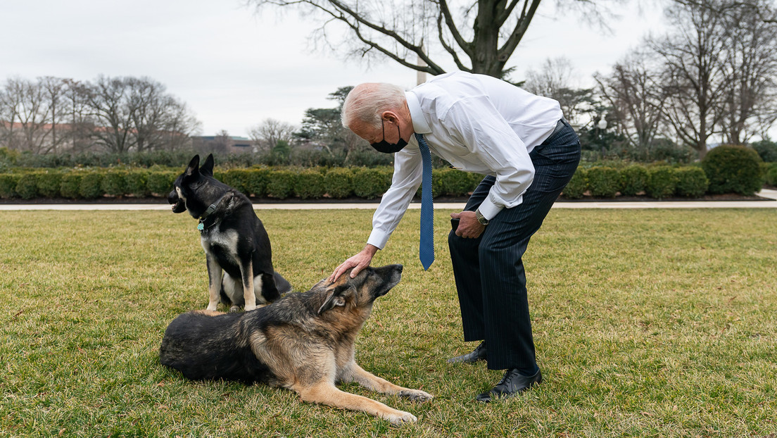 Sacan de la Casa Blanca a los dos perros de Joe Biden por comportamiento agresivo