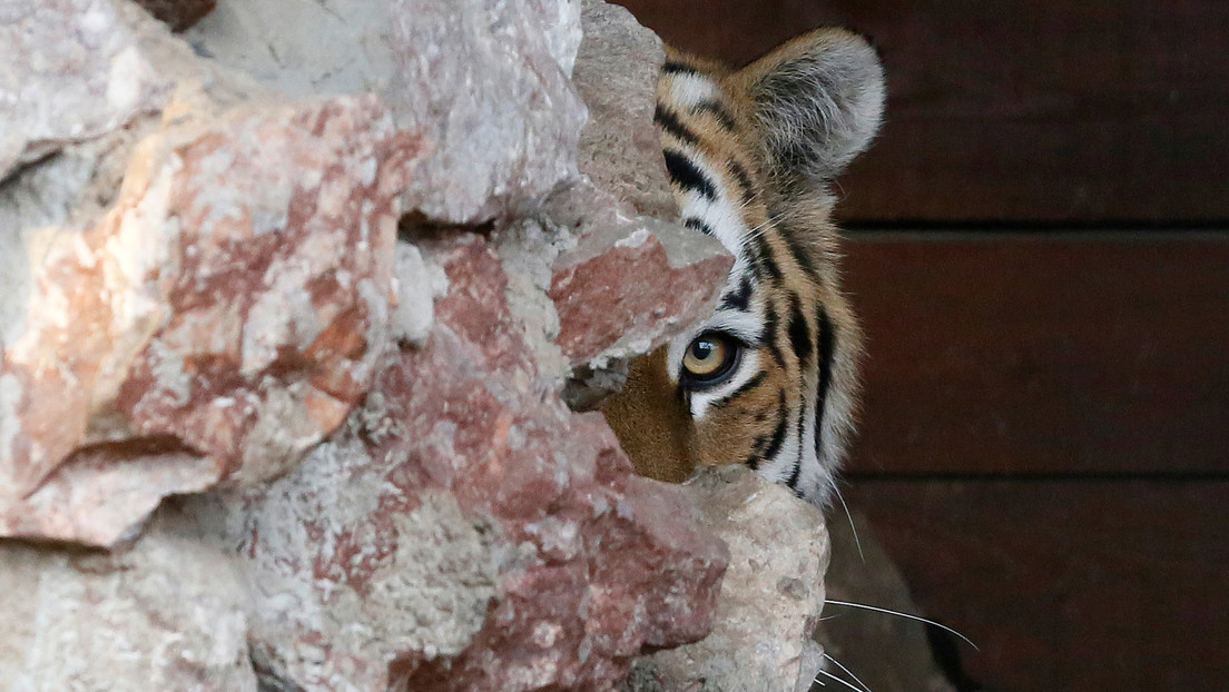 Muere una tigresa en peligro de extinción por complicaciones tras una inseminación artificial