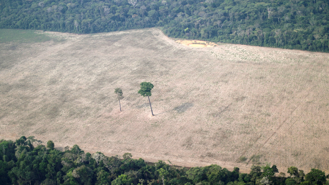 Un estudio revela que el ser humano ha destruido o degradado dos tercios de las selvas tropicales del planeta
