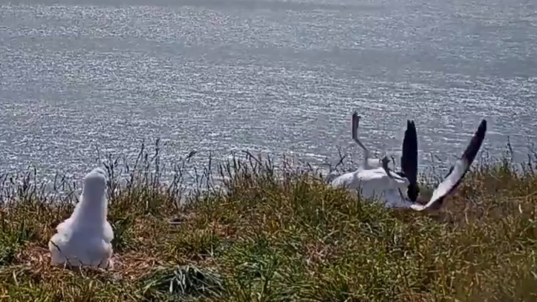 VIDEO: Un albatros real termina con el 'pico clavado en el suelo' tras aterrizar de forma accidentada