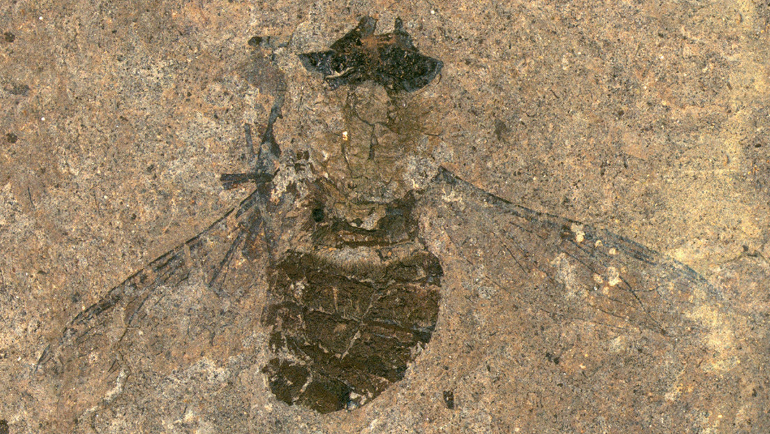 Hallan una mosca fosilizada de 47 millones de años con con la última cena en el estómago