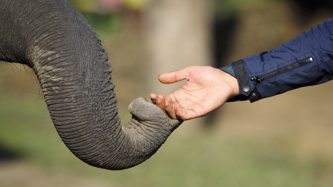FOTO: El conmovedor instante en que un elefante reconoce y saluda al veterinario que le salvó la vida hace 12 años