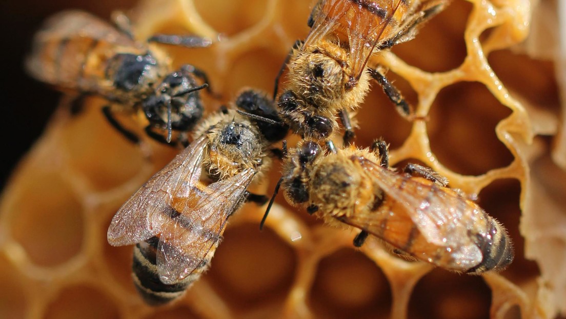 Científicos graban hábitos de las abejas nunca antes vistos dentro de una colmena