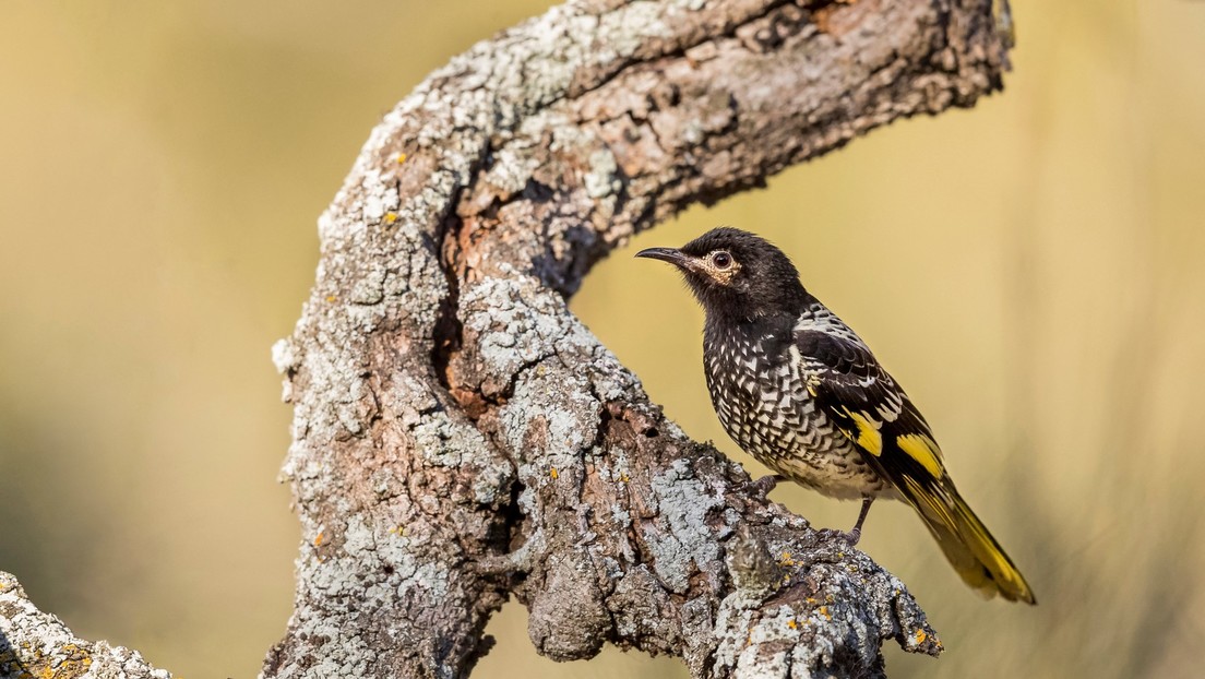Una especie endémica de pájaros australianos 'olvida la letra' de su canto