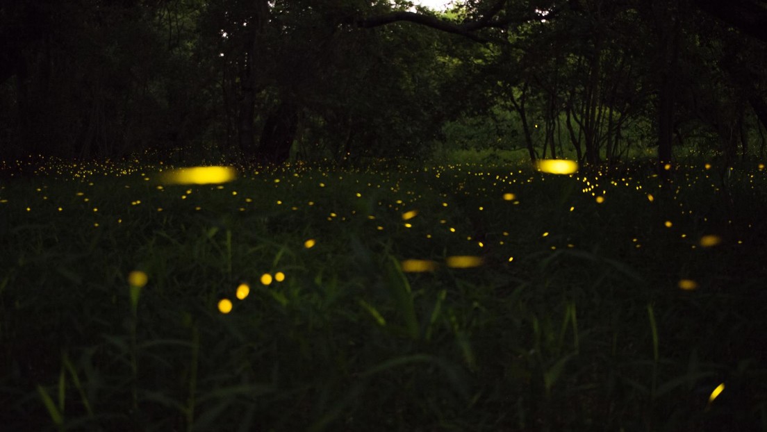 La luz artificial nocturna afecta el apareamiento de las luciérnagas