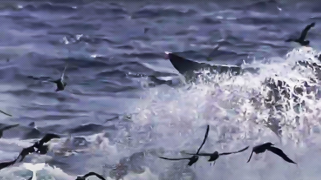 VIDEO: Decenas de orcas hambrientas despedazan al animal más grande del planeta