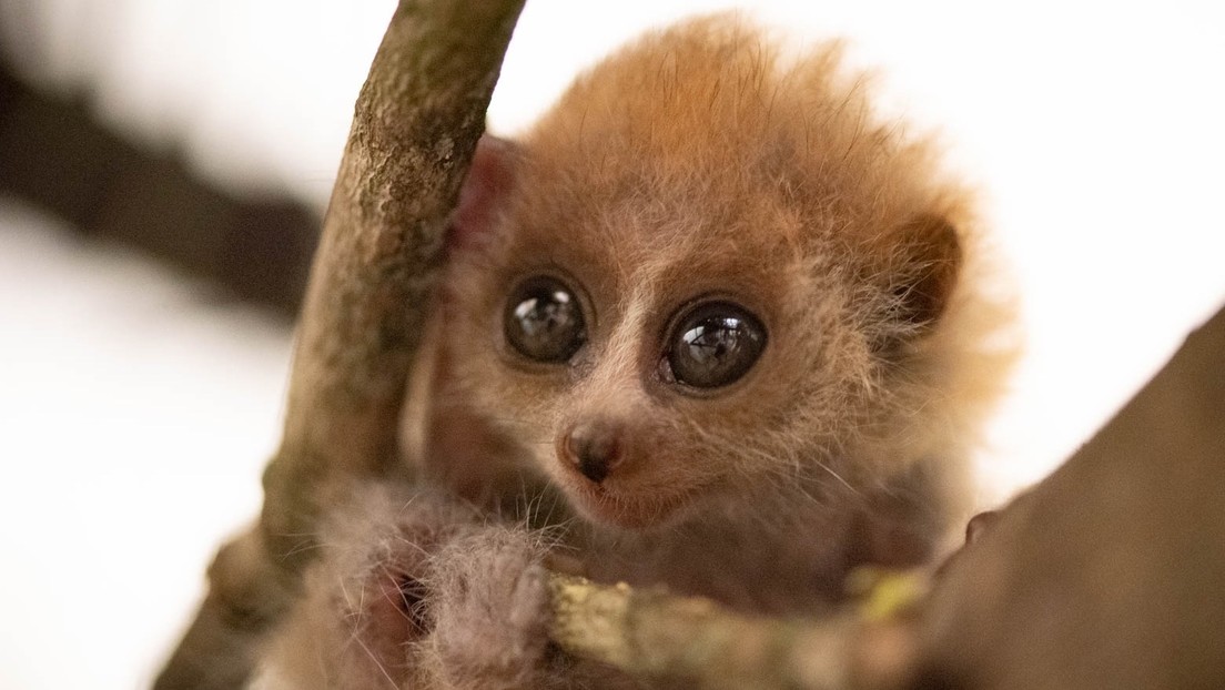 Un zoo de EE.UU. muestra las tiernas fotos de un raro mono pigmeo recién nacido
