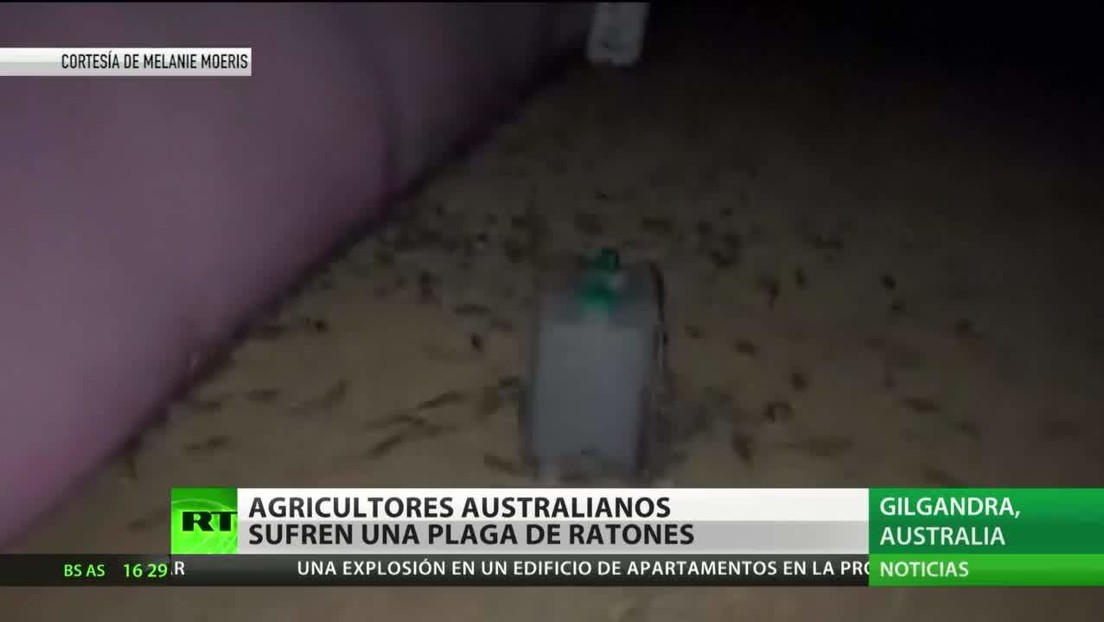 Agricultores australianos combaten una plaga de ratones 
