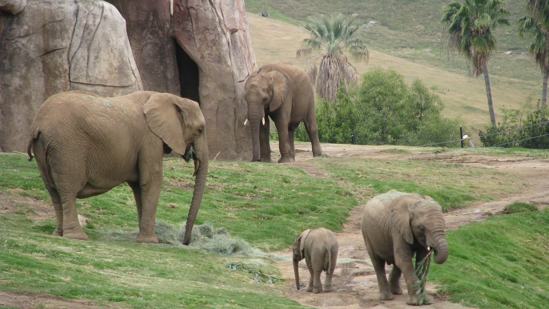 VIDEO: Entra en el recinto de elefantes con su hija de 2 años y escapan por poco de un animal enfadado