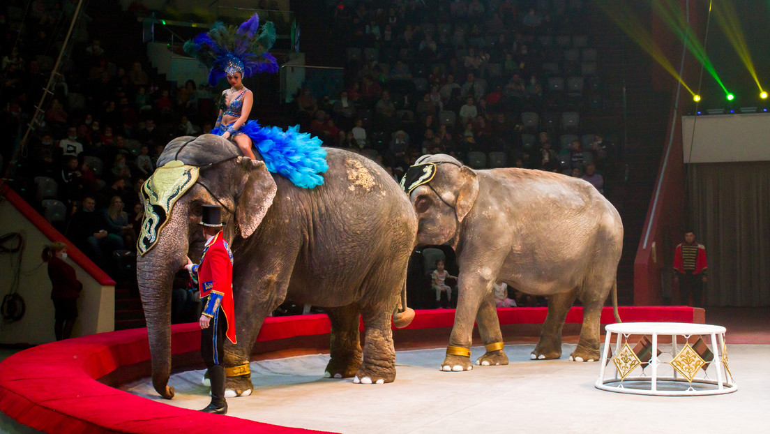 VIDEO: Dos elefantes se pelean en plena actuación en un circo repleto de gente