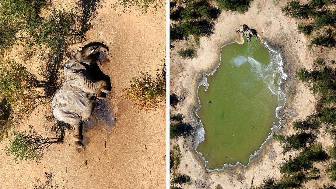 Crece el misterio sobre la causa de decenas de nuevas muertes de elefantes en Botsuana