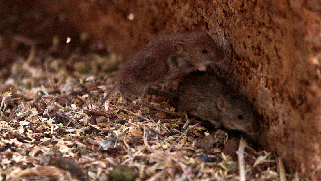 VIDEO: Incontrolable plaga de ratones asola varias áreas rurales en Australia
