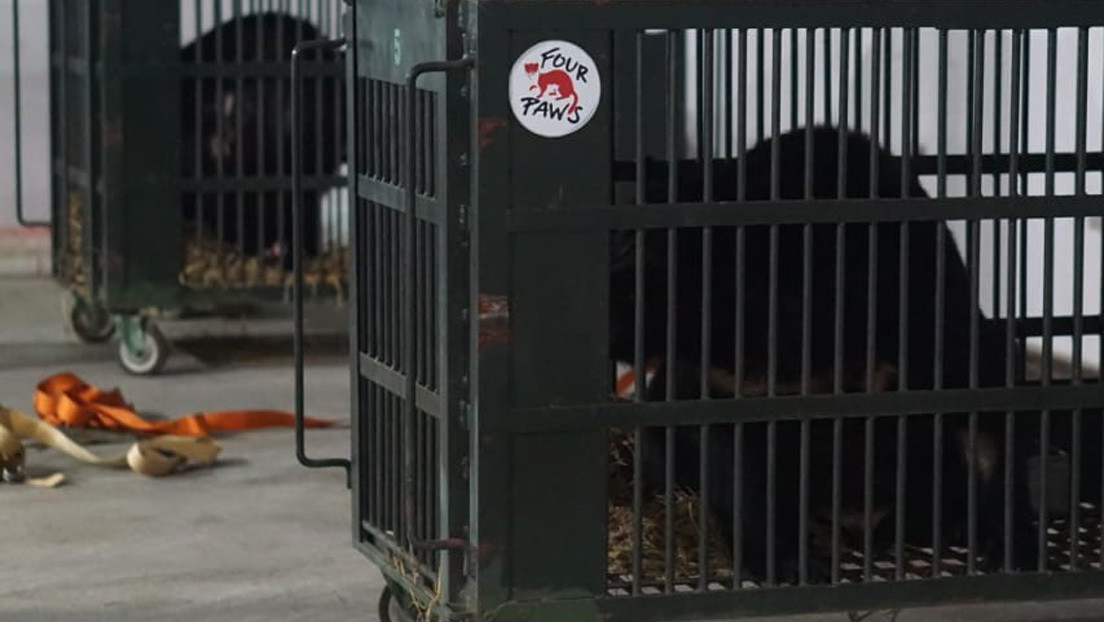 Rescatan a dos osos que estuvieron encerrados durante 17 años en un sótano en Vietnam