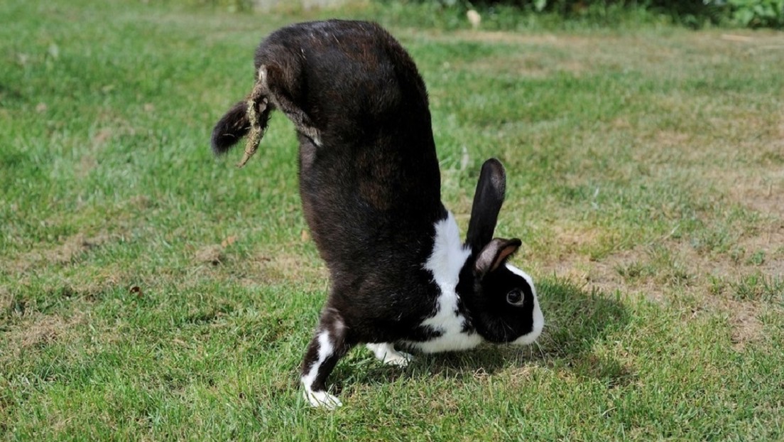 Esta raza de conejos no puede saltar y se mueve en dos patas: los científicos descubren por qué (VIDEO)