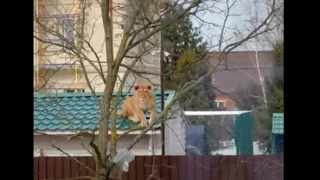Salen a la calle y graban a una leona sobre un tejado en Rusia