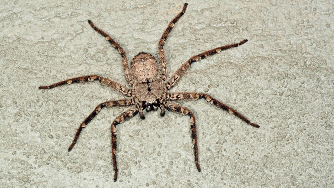 FOTO: Una intimidante araña cazadora aterroriza a una australiana que se la encuentra en su baño