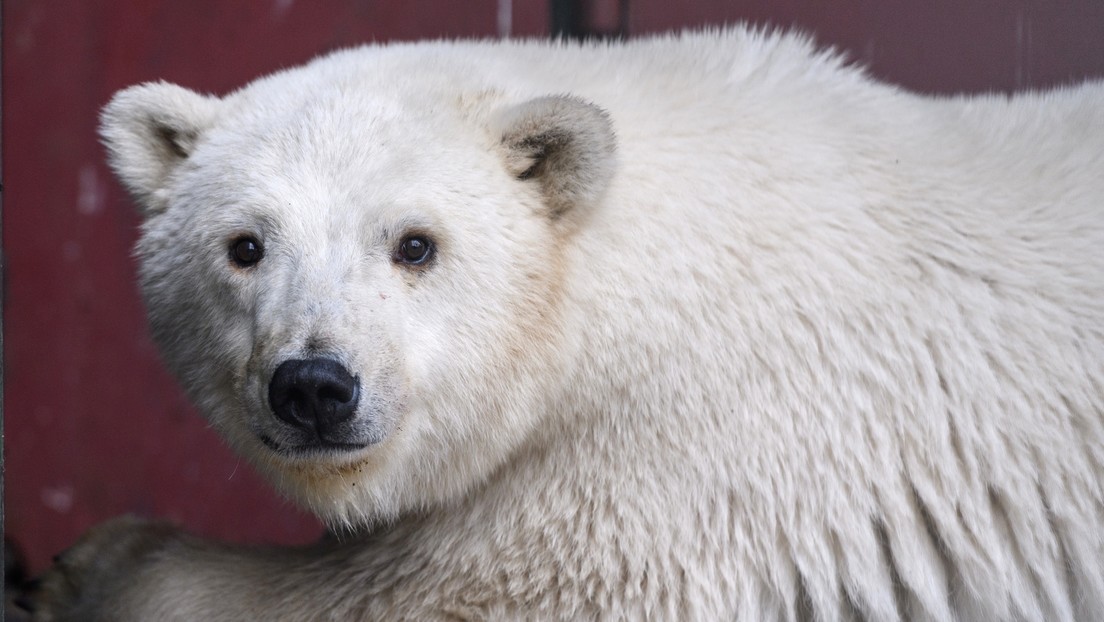 VIDEO: Residentes de República de Sajá en Rusia encuentran un oso polar unos 1.000 kilómetros lejos de su hábitat