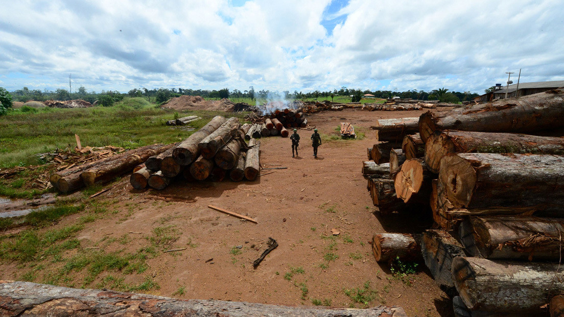 La deforestación mundial de los bosques tropicales aumentó un 12 % en 2020