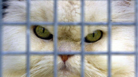 Un feroz gato entra a la cabina de un avión en pleno vuelo, ataca al capitán y lo obliga a aterrizar