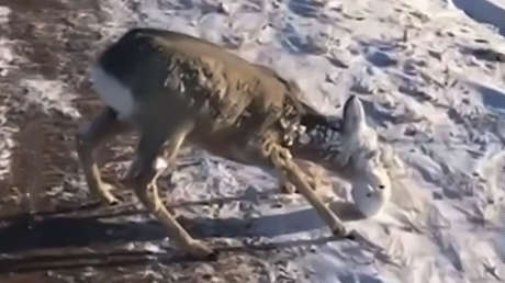 VIDEO: Dos hermanos salvan de una muerte segura a un corzo cubierto de hielo que 'pedía ayuda' junto a la carretera