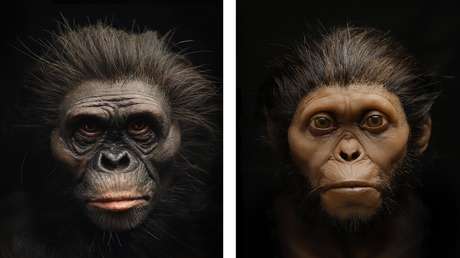 Reconstruyen el rostro de 'Lucy', nuestra antepasada australopiteca, y explican en qué fallaron los museos