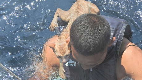 VIDEO, FOTOS: Marineros tailandeses rescatan a cuatro gatitos de un barco en llamas que se hundía