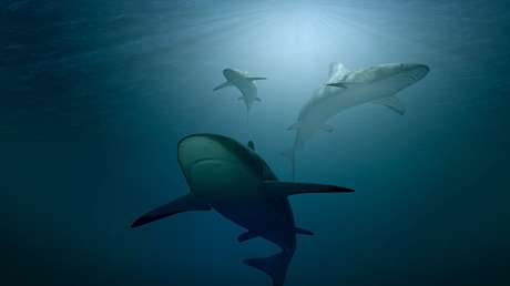VIDEO: Un dron capta una manada de tiburones cerca de una playa de Florida