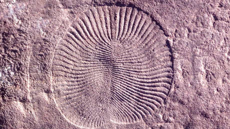 Identifican la extraña criatura sin cabeza que estaría detrás de todos los animales con simetría bilateral