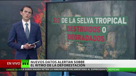 Alarma por los nuevos datos sobre el ritmo de la deforestación en el mundo