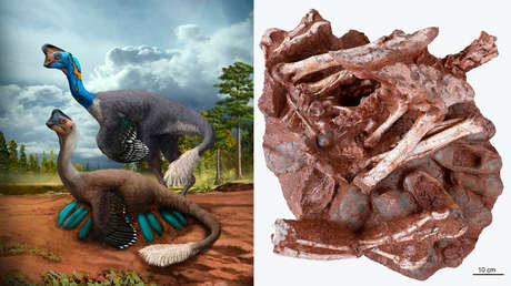 Encuentran en China los restos de un dinosaurio sentado sobre un nido incubando sus huevos