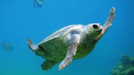 '¿Pero a dónde van?': Científicos descubren un extraño patrón de movimiento que repiten tiburones, pingüinos y tortugas