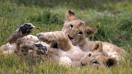 Aparecen seis leones mutilados en un parque nacional de Uganda