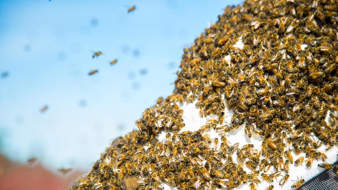 FOTOS: Un enjambre de 15.000 abejas se apropia de un auto mientras el conductor se va de compras