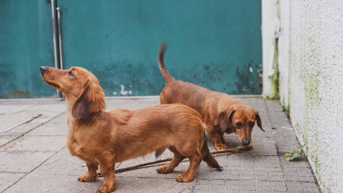 VIDEO: Policías australianos anuncian una nueva unidad canina con perros salchicha para celebrar el Día de los Inocentes