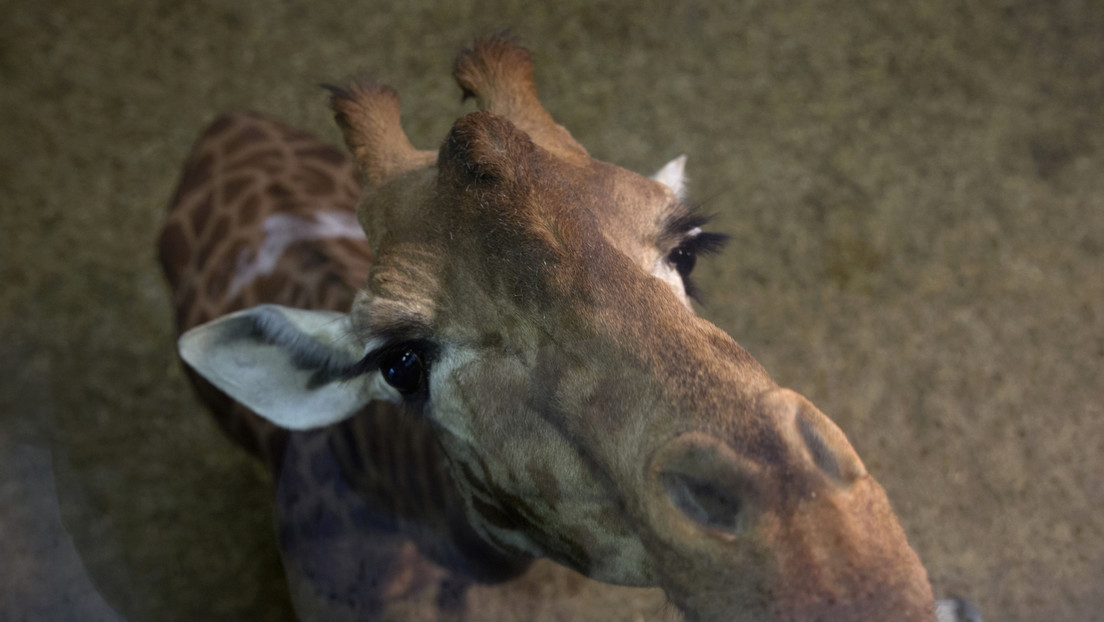 Muere la jirafa Abril, famosa por las transmisiones en vivo de sus partos