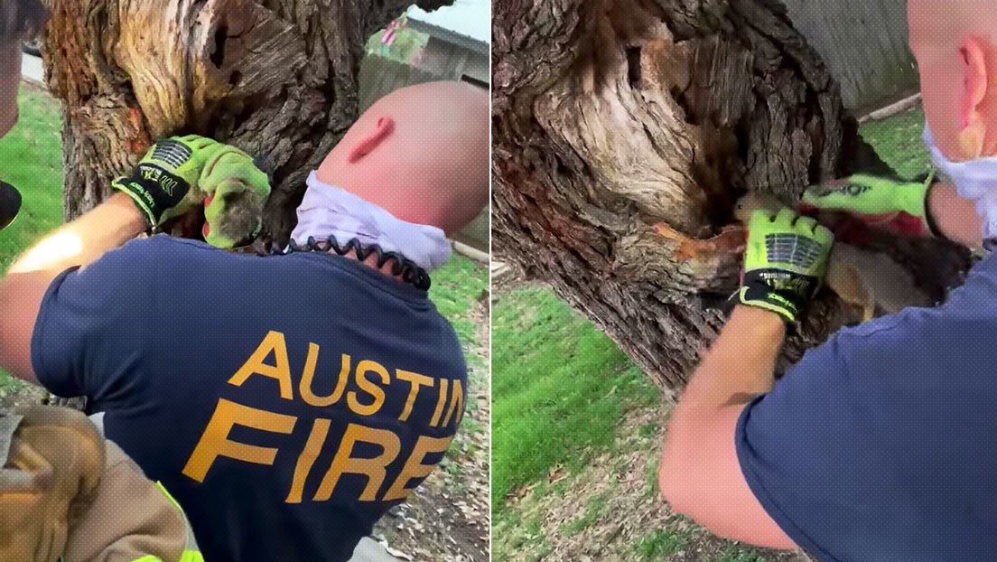 VIDEO: Bomberos salvan a una ardilla que quedó atascada en el hoyo de un árbol
