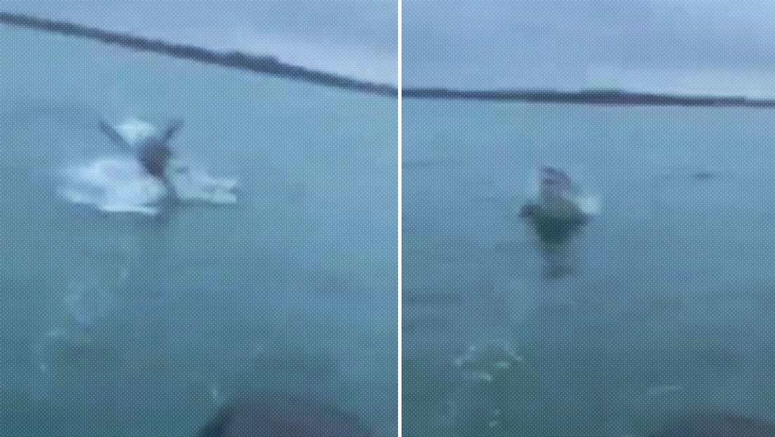 VIDEO: Un pescador logra grabar a un enorme tiburón blanco que salta del agua