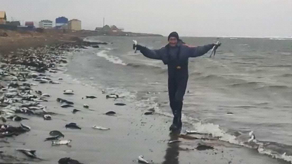 VIDEOS, FOTOS: Un 'mar' de arenques inunda la costa de la isla rusa de Sajalín y los lugareños los 'pescan' a dos manos
