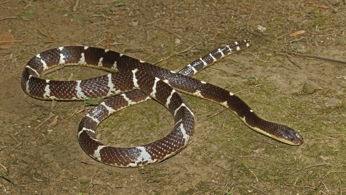 Descubren una nueva especie de serpiente altamente venenosa y le dan nombre en honor a una diosa china