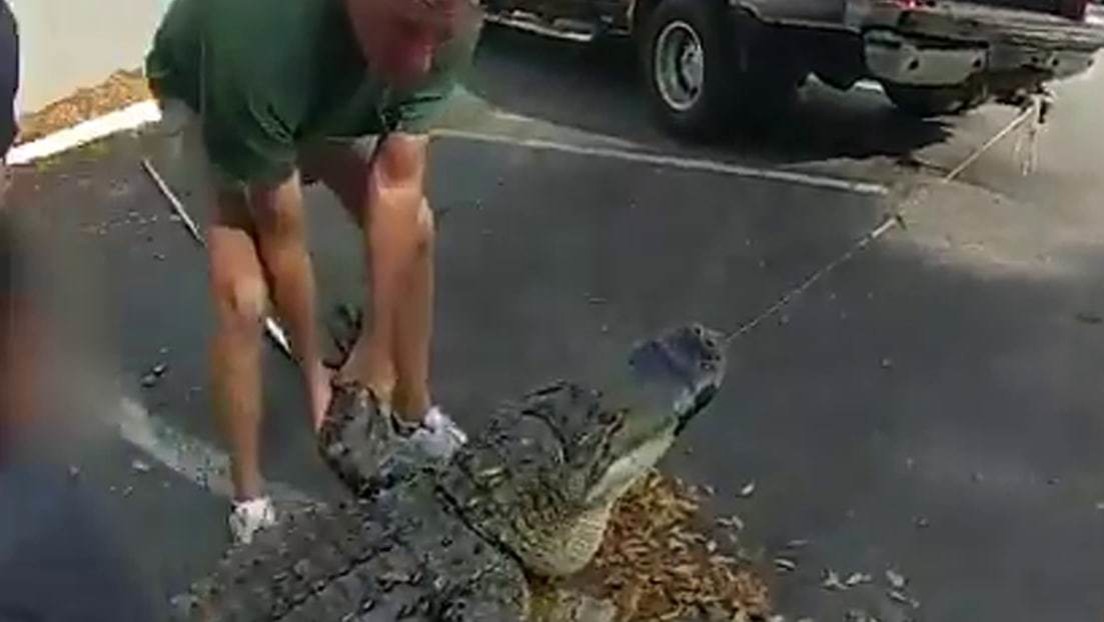 VIDEO: La Policía de Florida captura un caimán de 3 metros encontrado debajo de un automóvil