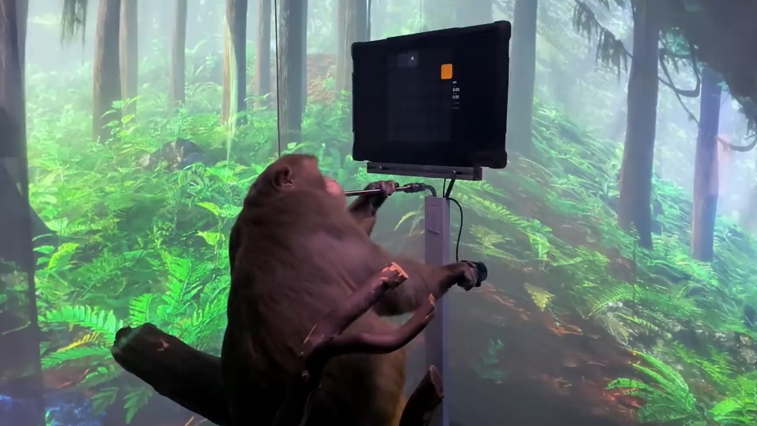 VIDEO: Una empresa de Elon Musk muestra a un mono jugando a un videojuego  con la mente mediante un chip cerebral - RT