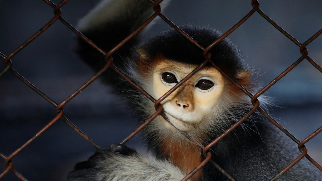 Un niño de 5 años pierde un dedo tras ser atacado por un mono en un zoológico de Portugal