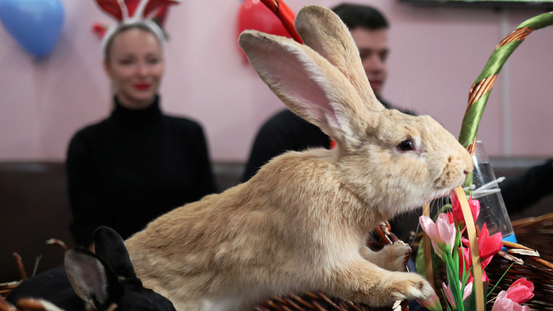 Desaparece el "conejo más grande del mundo" y su dueña ofrece una recompensa de más de 2.700 dólares 