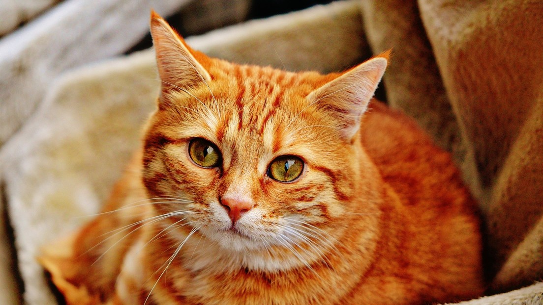 "Este gato no existe": Un sitio web genera fotos de felinos falsos (y se ven demasiado reales)