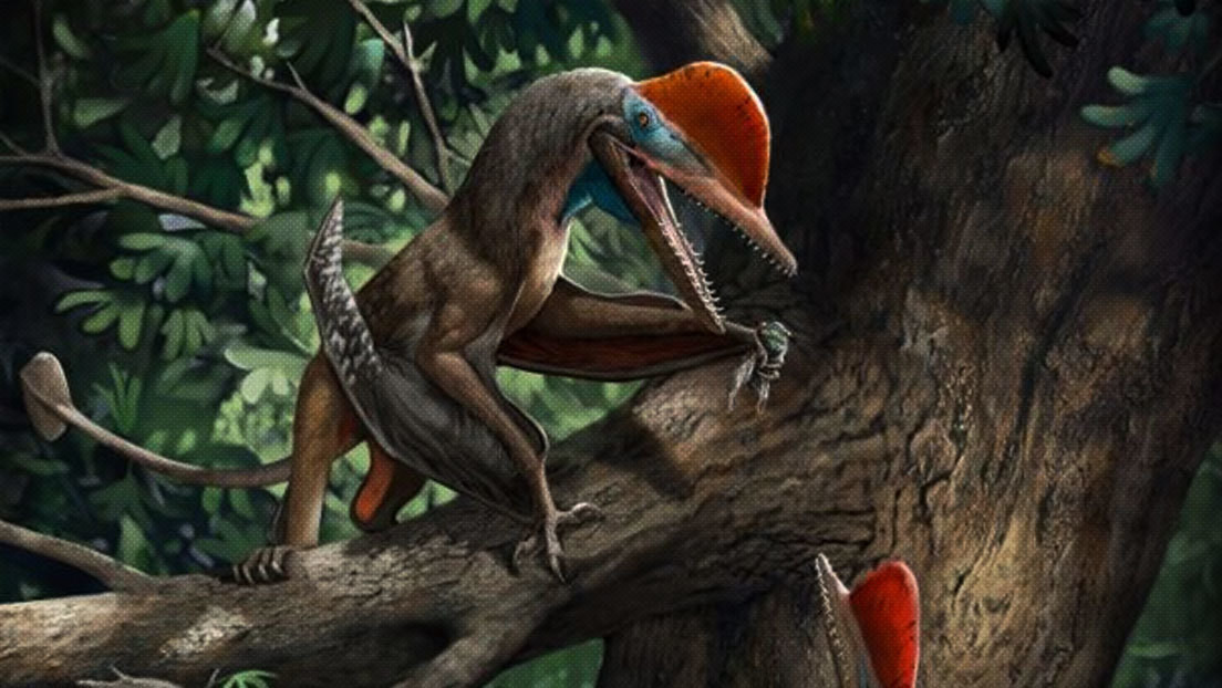 Identifican una nueva especie de reptil volador del Jurásico con 'dedo de mono'