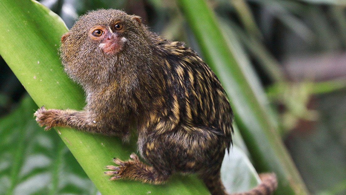 Descubren en Ecuador una nueva especie del mono leoncillo, el primate más pequeño del mundo